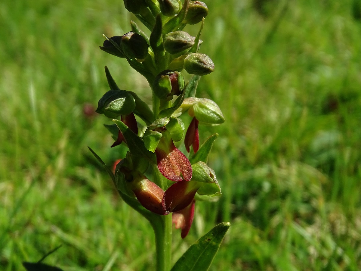 Coeloglossum viride (Orchidaceae)